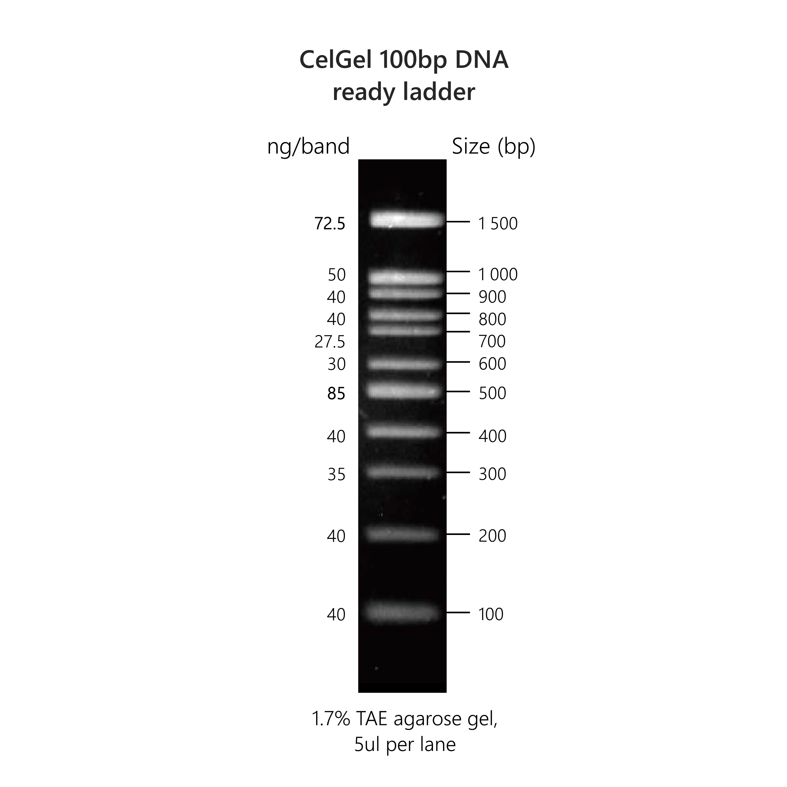 CelGel DNA ready ladders - Image 3