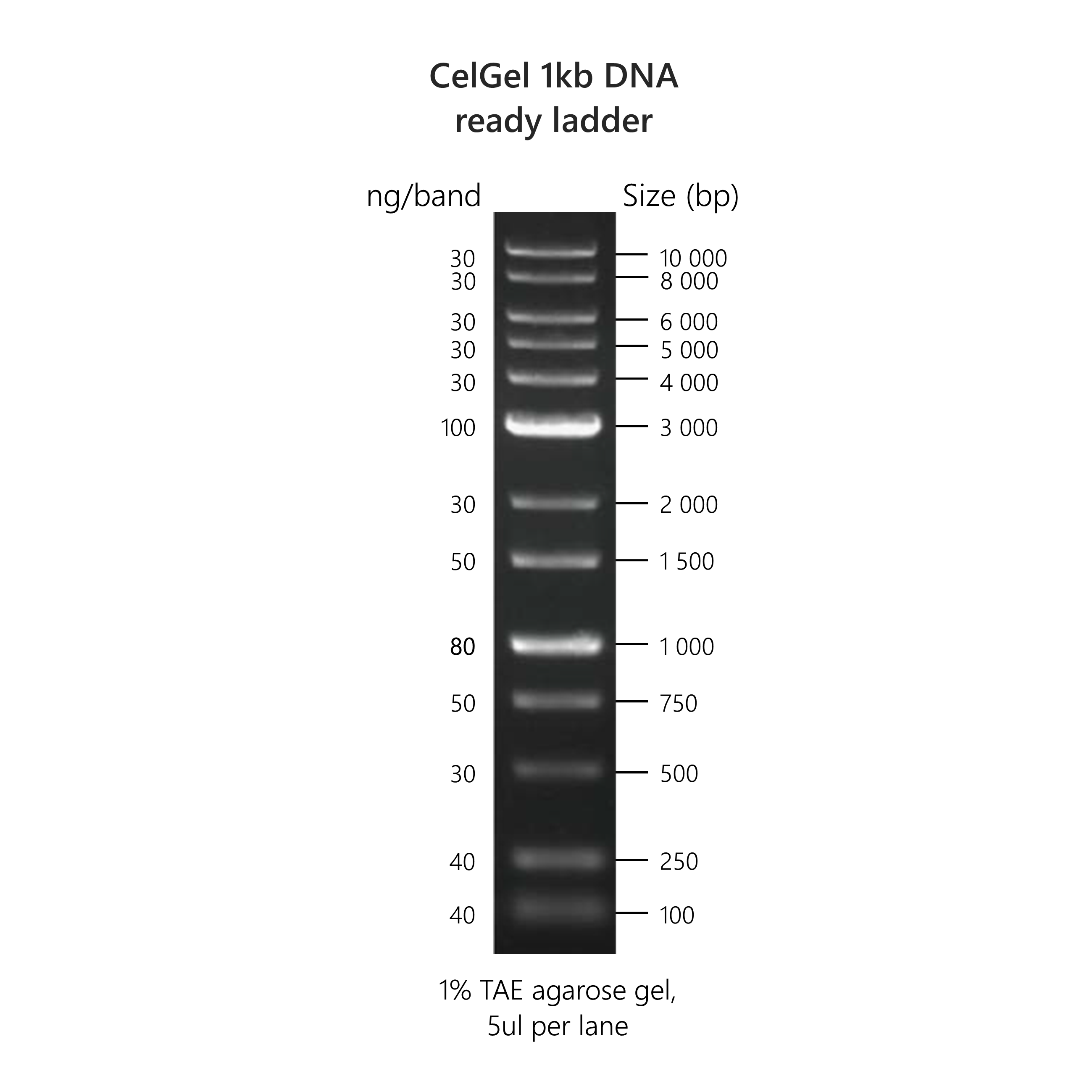 CelGel DNA ready ladders - Image 5